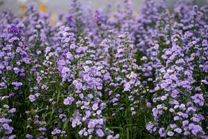 BIB: 
                            <button type="button" onclick="openModal(27887204)" class="btn btn-primary btn-sm float-right btn-popup" data-toggle="modal" data-target=".modal-high-quality">
                        <i class="fas fa-shopping-cart"></i> Add to Cart
                    </button>
                                            <button type="button" onclick="isThisMe(27887204, true)" class="btn btn-success btn-sm float-right btn-popup btn-isme hidden" data-toggle="tooltip" data-placement="bottom" title="นี่คือรูปของคุณใช่ไหม คลิกที่นี่เพื่อเอาเข้าอัลบั้ม">
                        <i class="fas fa-plus"></i> Add to album
                    </button>
                    <button type="button" onclick="isThisMe(27887204, false)" class="btn btn-warning btn-sm float-right btn-popup btn-isnotme hidden">
                        <i class="fas fa-ban"></i> Remove from album
                    </button>